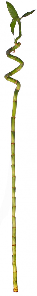 Лаки бамбук 80 см