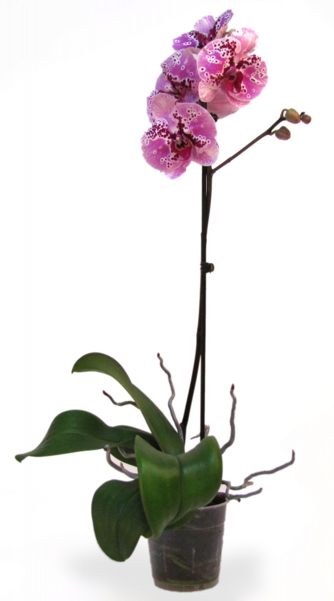 Фаленопсис Орхидея микс 12/ 1ТАК